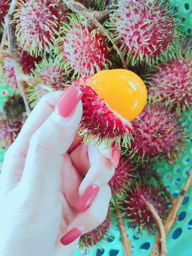 Chom chom vang tuong cua nha giau sang chanh, lai la qua dai ven rung