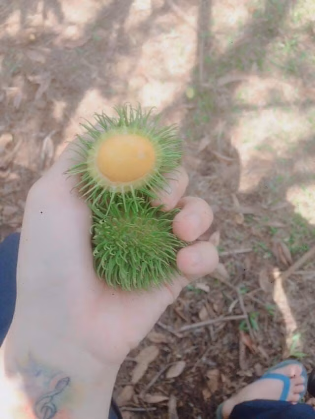 Chom chom vang tuong cua nha giau sang chanh, lai la qua dai ven rung-Hinh-5