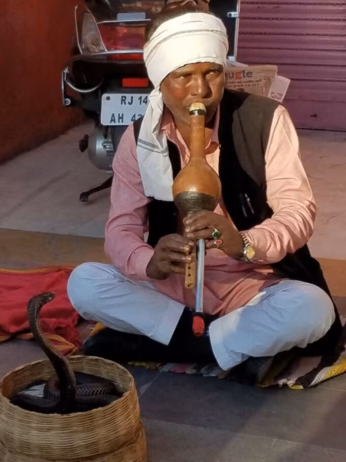 Kế đến, người thôi miên rắn sẽ thổi sáo bầu trước các con rắn hổ mang. Con vật hung dữ, nguy hiểm này sẽ ''lắc lư'', di chuyển cơ thể theo điệu nhạc.