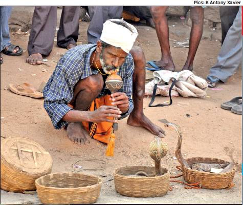 Ngày nay, nghề thôi miên rắn dần mai một do luật bảo vệ động vật hoang dã được thực thi tại Ấn Độ năm 1991 và tốc độ hiện đại hóa diễn ra nhanh chóng. Theo đó, còn rất ít người theo đuổi công việc này.