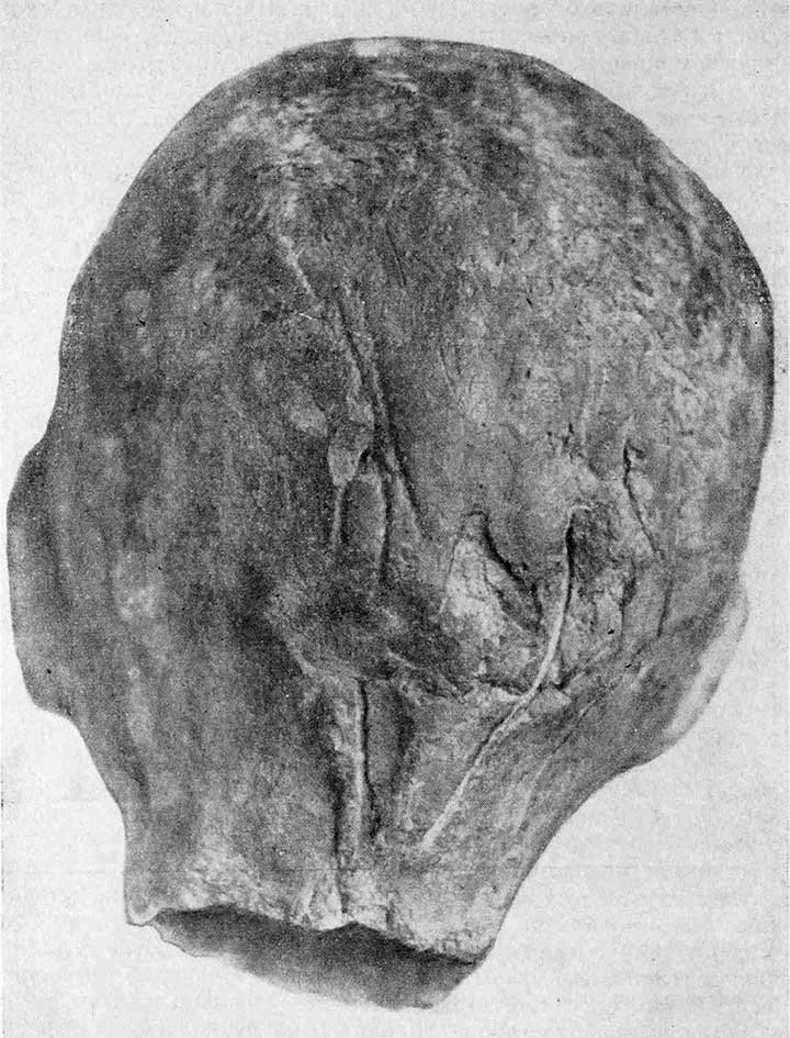 Việc phát hiện hộp sọ của một con cừu ở bên trong tượng đất sét đầu người là điều hiếm gặp. Đây là trường hợp duy nhất từ trước cho đến nay.