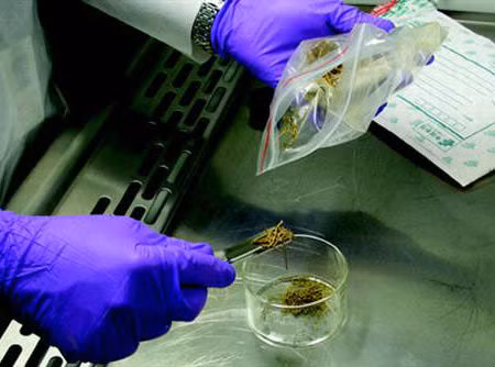 Năm 2008, cần sa lâu đời nhất thế giới được tìm thấy trong một ngôi mộ cổ 2.700 tuổi tại sa mạc Gobi, Trung Quốc.