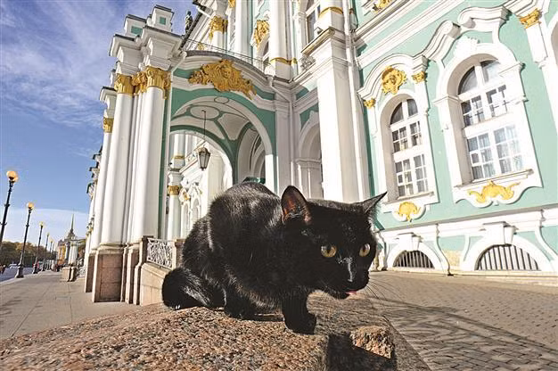 Thêm nữa, một nhà bếp và bệnh viện nhỏ chuyên dùng để phục vụ những con mèo làm việc cho bảo tàng.