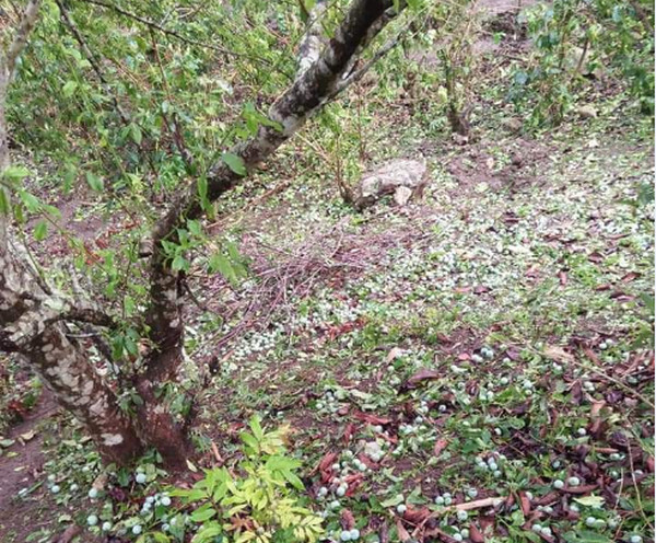 Hang tram tan man tam hoa phai do bo, nong dan Son La than troi-Hinh-2