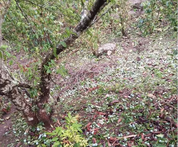 Hang tram tan man tam hoa phai do bo, nong dan Son La than troi-Hinh-2