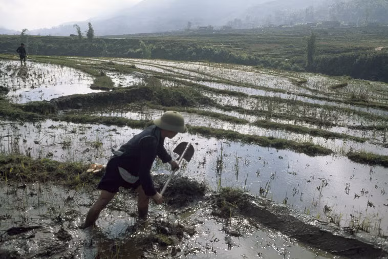 Trên ruộng bậc thang ở khu vực miền núi phía Bắc, 1997. Ảnh: Hiroji Kubota/ Magnum Photos.