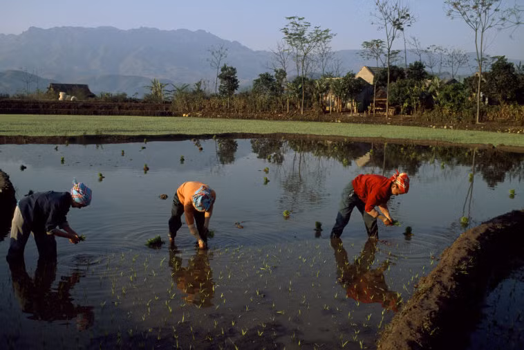 Những người nông dân làm ruộng ở khu vực miền núi phía Bắc, 1997. Ảnh: Hiroji Kubota/ Magnum Photos.