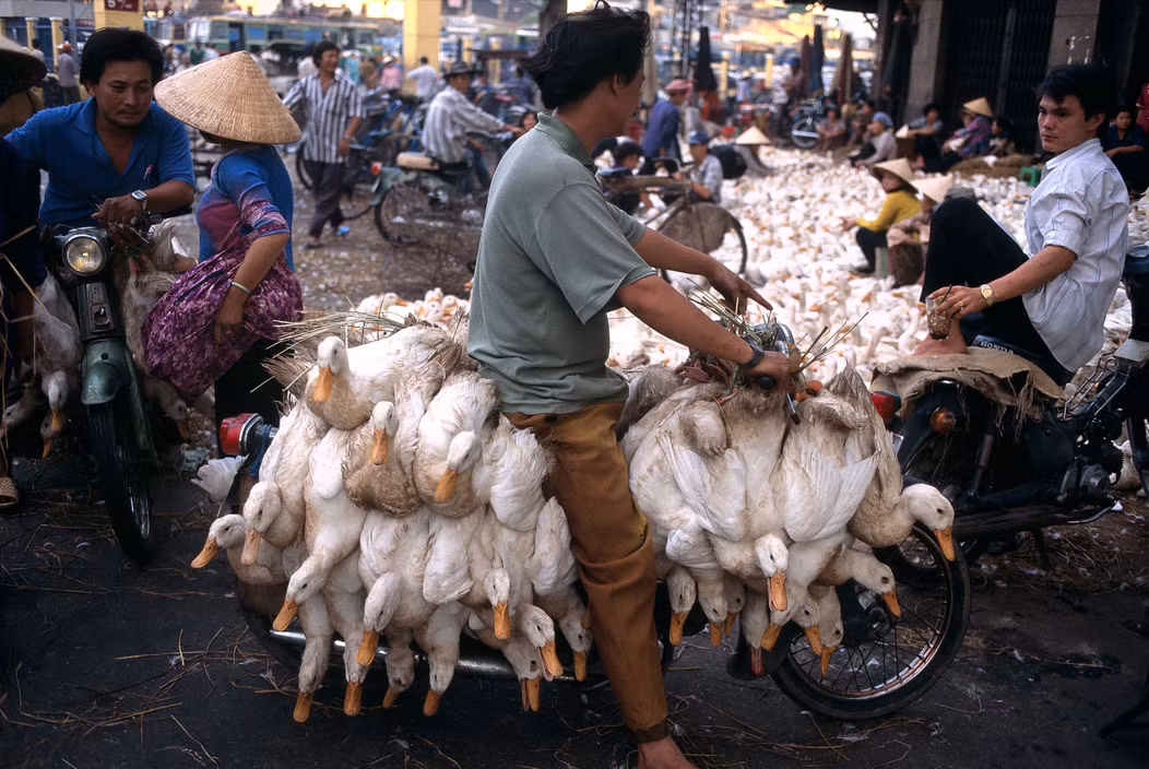 Chỉ trong vài giờ buổi sáng, hầu hết số gia cầm ở đây đã được tiểu thương mua hết. Ảnh: Hiroji Kubota Magnum Photos.