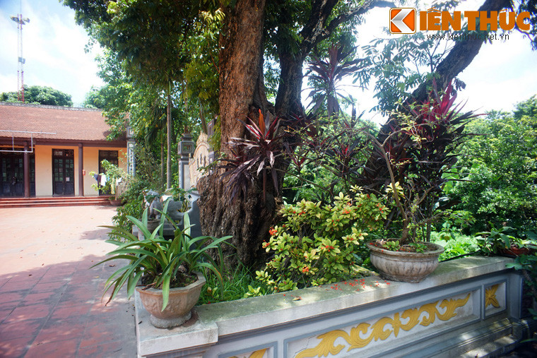 Cây có tất cả ba thân mọc ra từ cùng một gốc, trong đó một thân có kích thước vượt trội so với hai thân còn lại. Chiều cao của cây ước chừng 15 mét.