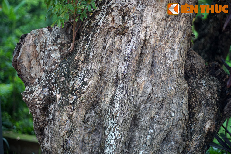 Theo khảo sát của các chuyên gia, cây nhãn cổ thụ này đã có tuổi đời gần 400 năm. Lớp vỏ cây nhăn nheo, sần sùi, in đậm dấu thời gian.