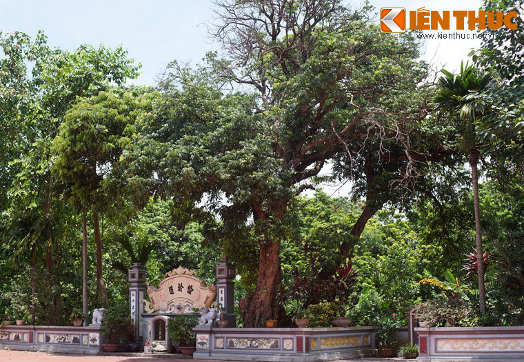 3. Khuôn viên Đình Phú Diễn, (phường Phú Diễn, huyện Bắc Từ Liêm, Hà Nội) là nơi tọa lạc của một cây nhãn cổ thụ rất đặc biệt. Với chu vi thân gốc hơn 4m, đây là cây nhãn có thân gốc khổng lồ vào loại bậc nhất Việt Nam.