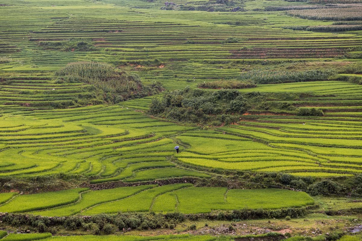Ruộng bậc thang ở Tả Phìn, Sapa. Ảnh: Mathieu Arnaudet - 500px.com.