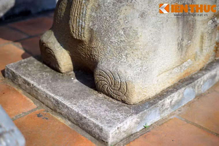 Các khuỷu chân trước và sau đều có vân xoáy.