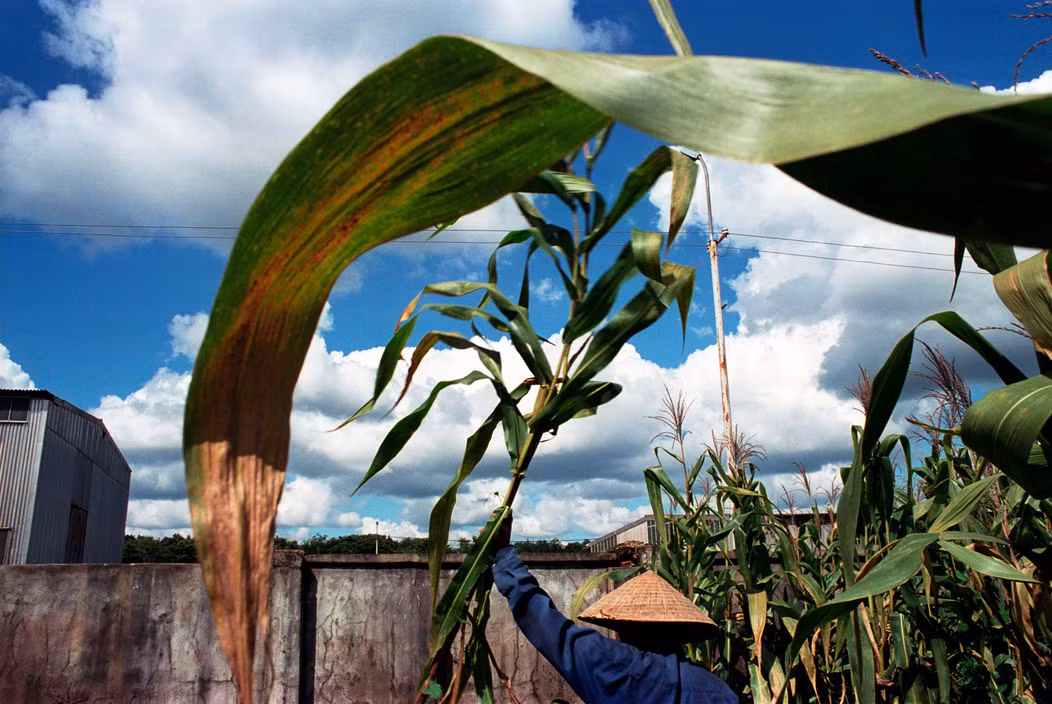 Một người nông dân chặt bỏ ruộng ngô để chuyển sang trồng cà phê. Ảnh: Christopher Anderson/ Magnum Photos.