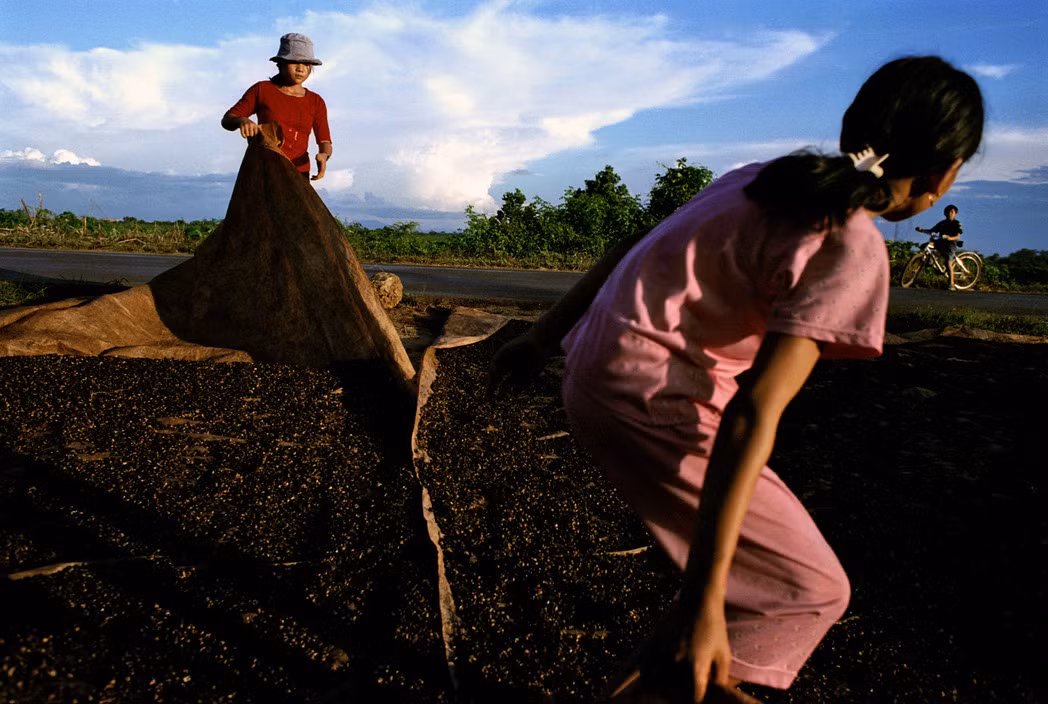 Các cô gái phơi hạt cà phê ở Đăk Lăk, nơi được mệnh danh là kinh đô cà phê Việt Nam, năm 2002. Ảnh: Christopher Anderson/ Magnum Photos.