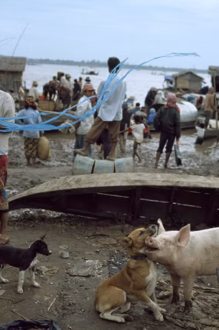 Chó và lợn chơi đùa ở bến sông, Phnom Penh 1997. Ảnh: Hiroji Kubota/ Magnum Photos.