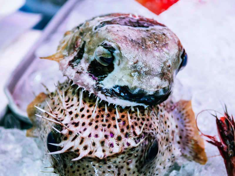 Cá nóc còn được gọi là "Fugu" chứa kịch độc có thể gây chết người. Dù hương vị tuyệt vời nhưng chúng vẫn được xếp vào những món ăn nguy hiểm nhất thế giới.