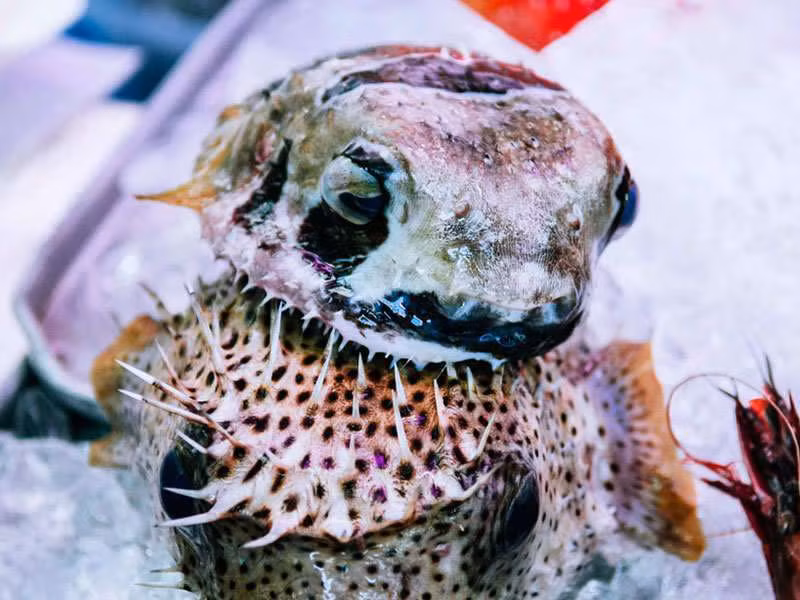 Cá nóc còn được gọi là "Fugu" chứa kịch độc có thể gây chết người. Dù hương vị tuyệt vời nhưng chúng vẫn được xếp vào những món ăn nguy hiểm nhất thế giới.