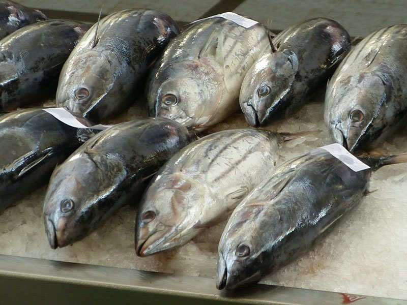 Theo nghiên cứu, ăn cá ngừ rất nguy hiểm cho sức khỏe của bạn vì chúng tích tụ thủy ngân độc hại trong thịt vì ô nhiễm. Thủy ngân có thể gây hại cho hệ thần kinh, gây suy giảm nhận thức và có thể dẫn đến các vấn đề tâm lý nghiêm trọng.