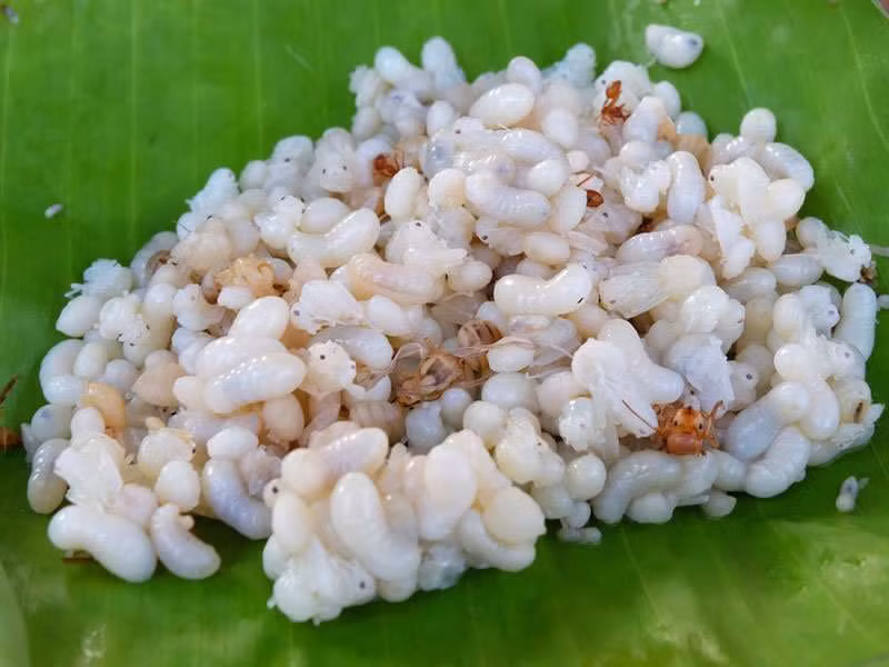 Escamoles là trứng của loài kiến đen khổng lồ. Ở Mexico, nó thường được phục vụ bên trong bánh taco với guacamole, vì có vị bơ và vị hạt dẻ.