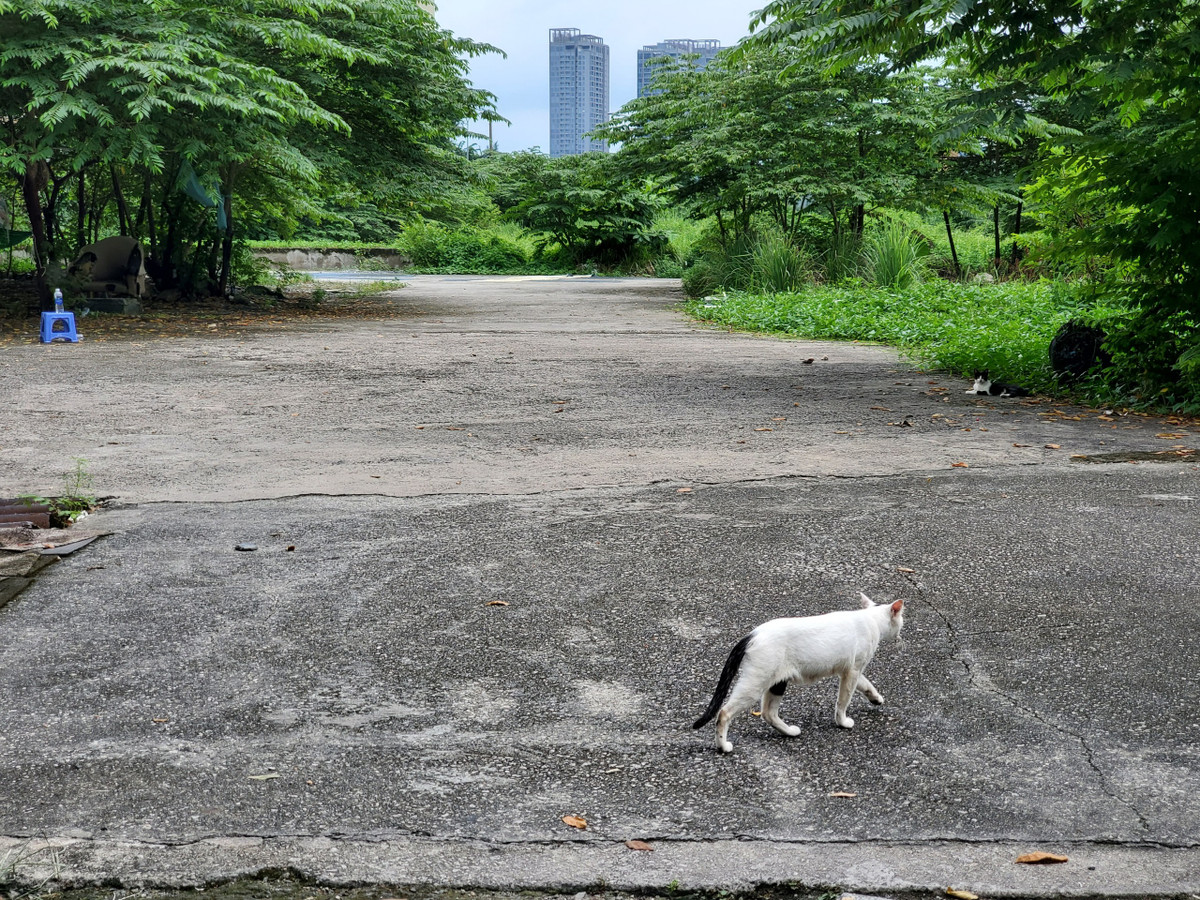 Phía bên trong khu đất vẫn đang bỏ trống, cỏ dại mọc đầy.