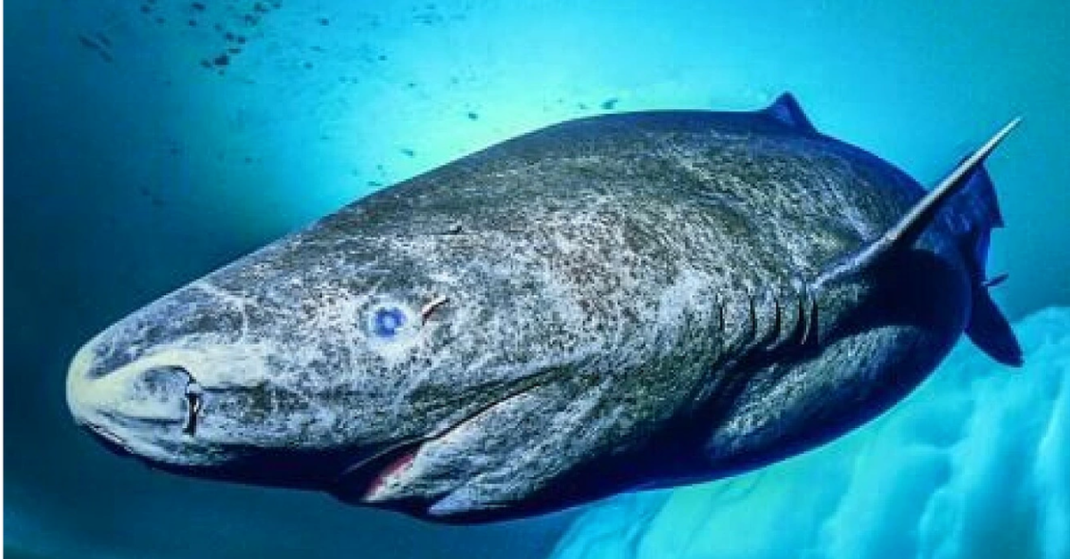 Cá mập Greenland chính là nguyên liệu chính để làm Hákarl, đây là loài cá sống ở vùng biển Bắc Đại Tây Dương. Ảnh: SN