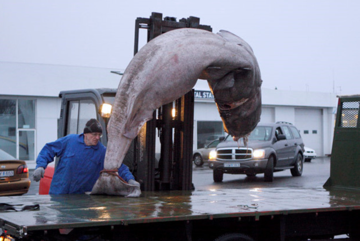 Thịt của chúng chứa hàm lượng urê và trimethylamine oxide rất cao, khiến nó có vị đắng và độc nếu ăn tươi. Để loại bỏ độc tố, người Iceland đã nghĩ ra một phương pháp chế biến độc đáo. Đó chính là cách lên men truyền thống và có thể dùng để bảo quản thịt suốt năm. Ảnh: Nhịp sống Việt