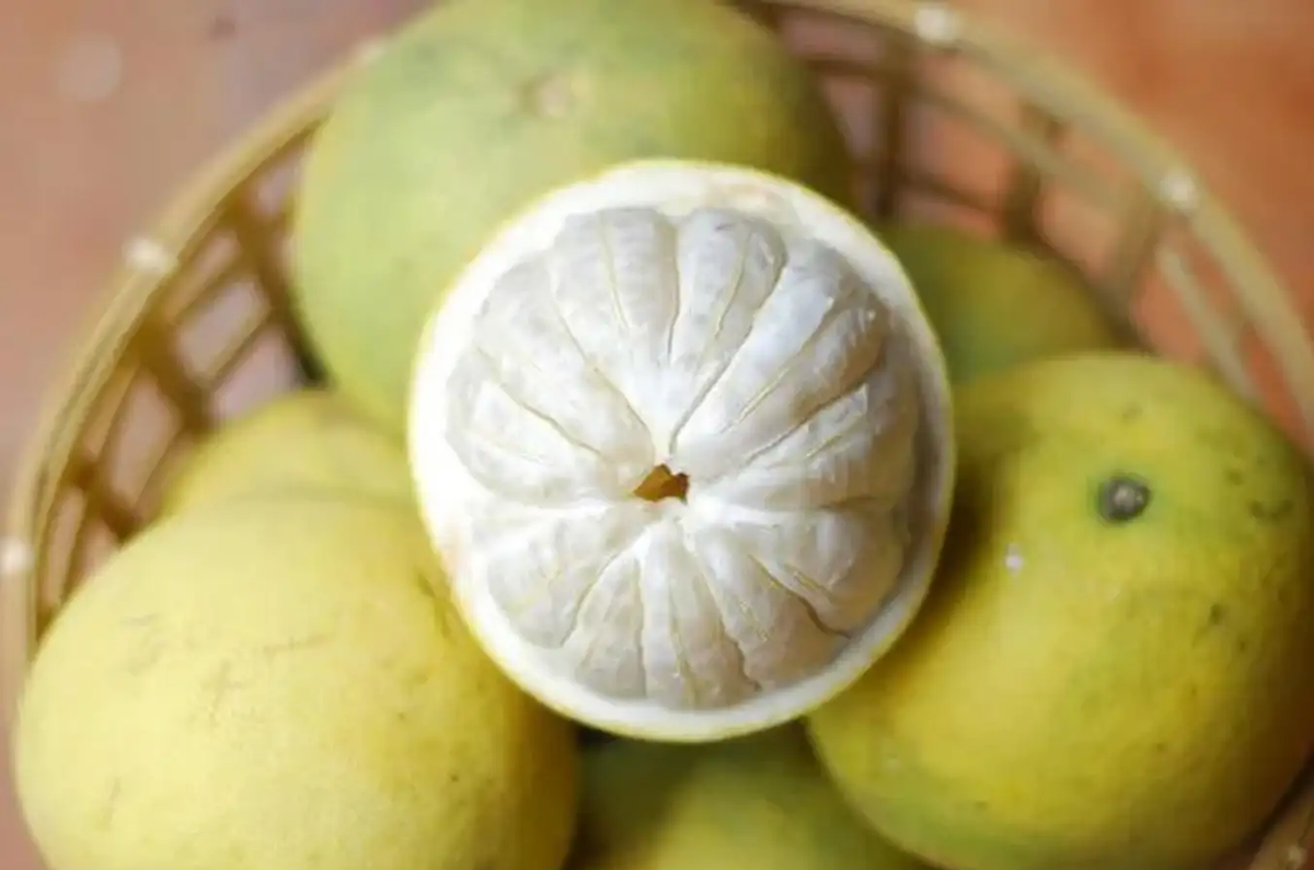 Bưởi Đoan Hùng là một giống bưởi đặc sản của Phú Thọ. Bưởi có những đặc điểm khác so với những giống bưởi quý khác trên cả nước: quả bưởi nhỏ, thon tròn, vỏ mỏng, múi dày, mọng nước. Ảnh: @phununews