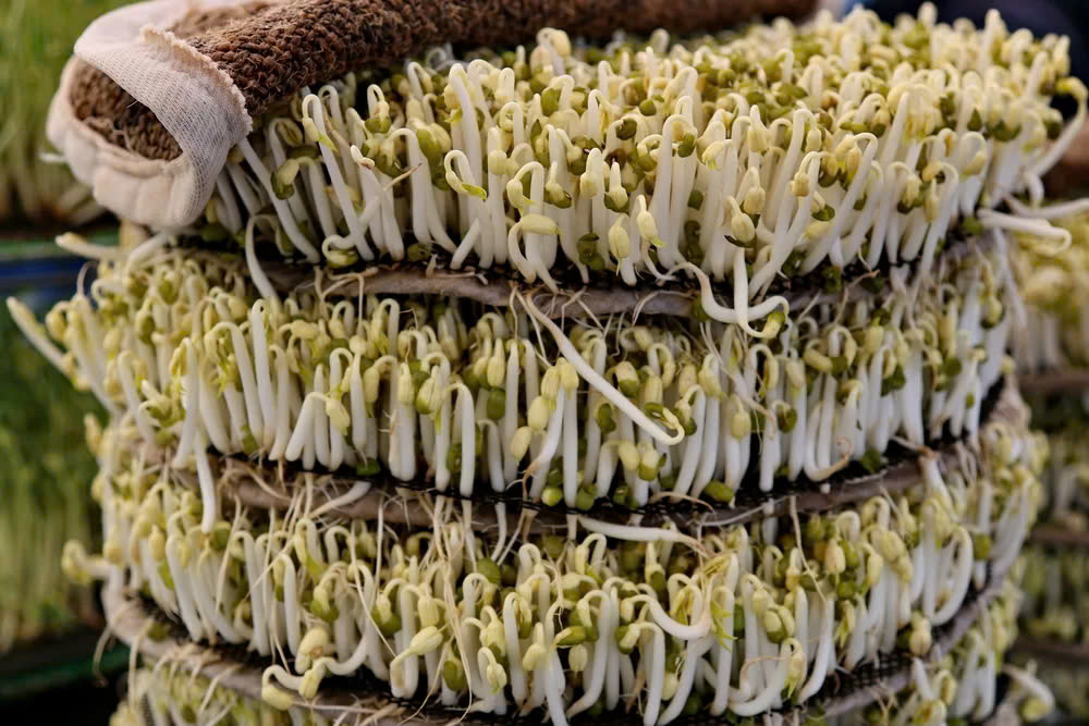  Chiều dài, kích thước của giá đỗ: Giá ngâm hóa chất thường khá dài trong khi giá đỗ sạch chỉ có chiều dài bằng khoảng 1 nửa giá đỗ ngâm hóa chất. Ảnh Internet