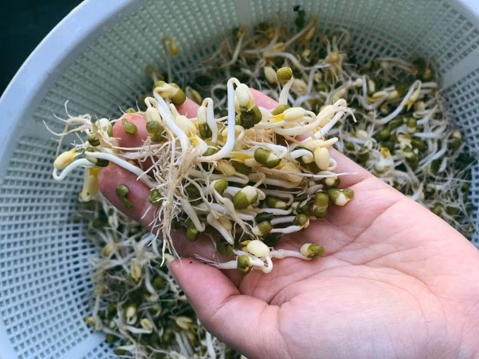  Thời gian bảo quản: Giá ủ truyền thống rất khó bảo quản trong thời gian dài. Giá sạch có nhiều rễ mỏng, khi ra gió sẽ rất nhanh bị khô héo và thâm đen. Giá đỗ được xử lý hóa chất sẽ tươi lâu hơn, nhiệt độ, nắng nóng vẫn chịu được. Ảnh Internet