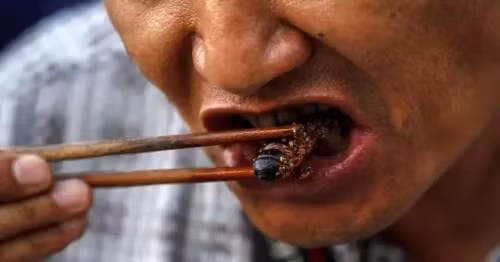 Theo những người Trung Quốc, gián chứa nhiều đạm, ăn ngon và rất phù hợp để nhâm nhi.