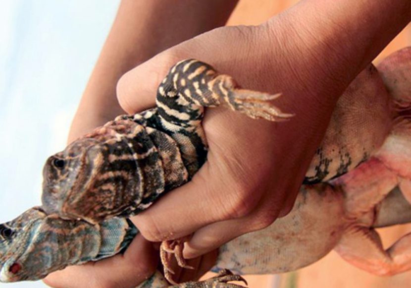 Mặc dù có “vẻ ngoài” khá đáng sợ, thế nhưng con dông cát lại là một đặc sản nổi tiếng với nhiều món ăn hấp dẫn.