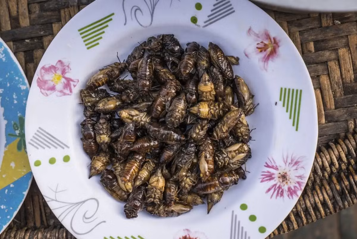 Ve sầu rán là món ăn của người Thái tại Lai Châu. Ve sầu sau khi bắt về sẽ được cắt bỏ cánh, rút ruột và nhét một hạt đậu phộng vào bụng, tiếp tục ướp gia vị rồi chiên giòn. Ảnh: Shutterstock