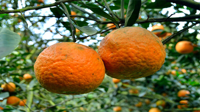 Cam sành Hàm Yên là một trong những đặc sản Tuyên Quang nổi tiếng nhất, cam sành được trồng tại vùng đất Hàm Yên, tỉnh Tuyên Quang. Cam sành mang đến hương vị đặc trưng không thể lẫn đi đâu được, cam sở hữu vị ngọt thanh cực kỳ ngon khi thưởng thức. Ảnh: Bách hoá Xanh