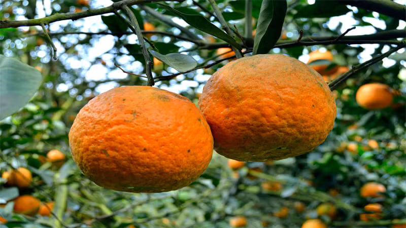 Cam sành Hàm Yên là một trong những đặc sản Tuyên Quang nổi tiếng nhất, cam sành được trồng tại vùng đất Hàm Yên, tỉnh Tuyên Quang. Cam sành mang đến hương vị đặc trưng không thể lẫn đi đâu được, cam sở hữu vị ngọt thanh cực kỳ ngon khi thưởng thức. Ảnh: Bách hoá Xanh