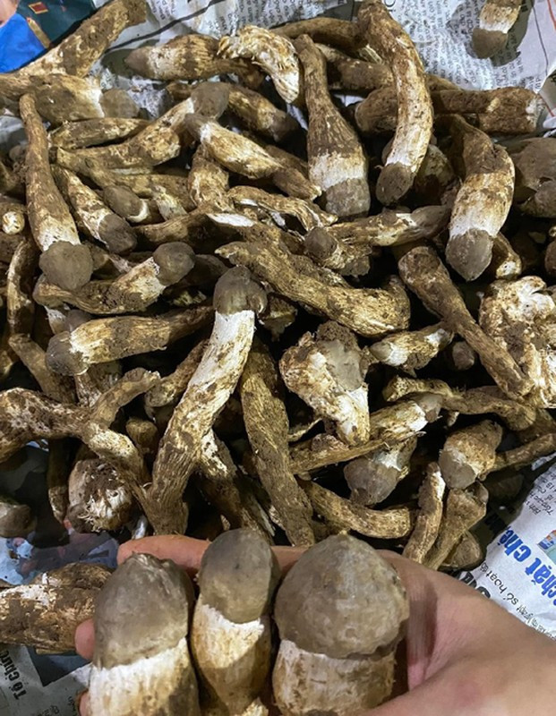 Loại nấm mối này không thể trồng nhân tạo mà chỉ mọc tự nhiên trong các tổ mối vào mùa mưa, tạo nên sự khan hiếm và giá trị đắt đỏ.