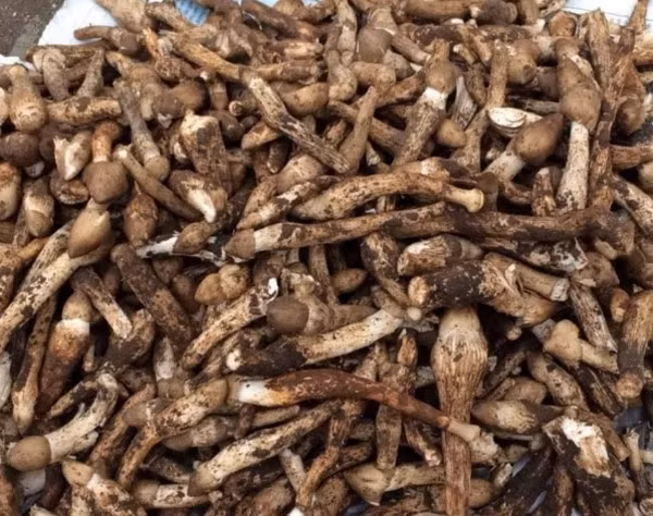 Khi vừa nhú khỏi mặt đất, tai nấm chưa nở, mũ nấm màu nâu xám cụp xuống giống dạng búp, nhưng chỉ khoảng 3 - 4 tiếng sau đã nở bung xòe tròn như cái dù và chuyển sang màu trắng. Nấm mối ngon nhất khi còn là nấm búp và mọc nhiều nhất khi thời tiết mưa nắng đan xen.