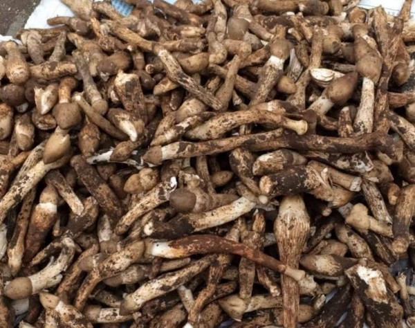 Khi vừa nhú khỏi mặt đất, tai nấm chưa nở, mũ nấm màu nâu xám cụp xuống giống dạng búp, nhưng chỉ khoảng 3 - 4 tiếng sau đã nở bung xòe tròn như cái dù và chuyển sang màu trắng. Nấm mối ngon nhất khi còn là nấm búp và mọc nhiều nhất khi thời tiết mưa nắng đan xen.