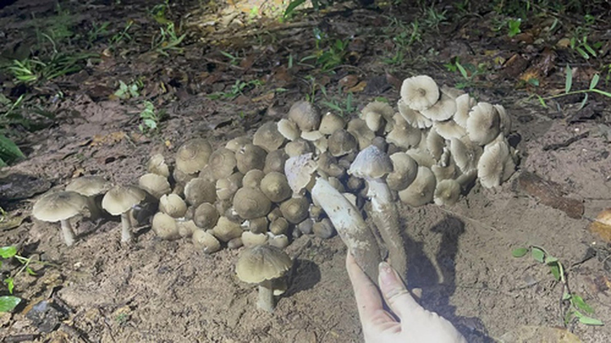  Nấm mối, một loại nấm đặc sản nổi tiếng được ví như "lộc trời" của núi rừng Tây Nguyên và một số khu vực miền Nam Việt Nam.