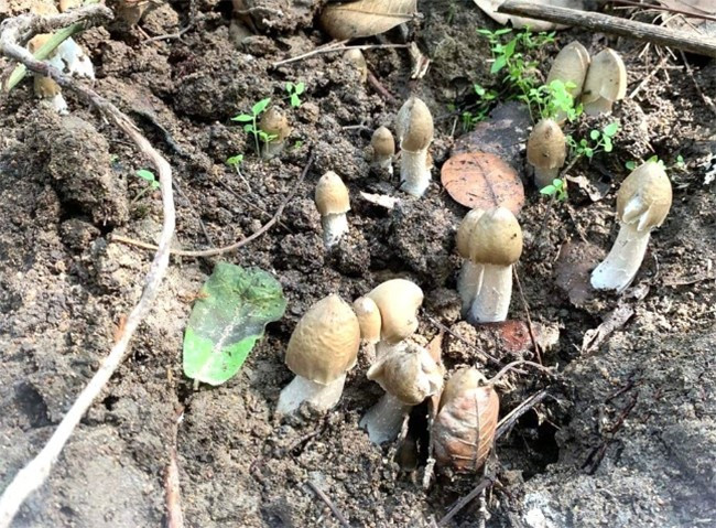 Là một trong những loại nấm tự nhiên có giá trị dinh dưỡng cao. Nấm mối đem lại rất nhiều lợi ích cho sức khỏe người dùng như bồi bổ cơ thể, tăng cường sức đề kháng, hỗ trợ tiêu hóa và trị một số bệnh như tim mạch, giảm nguy cơ ung thư, ...