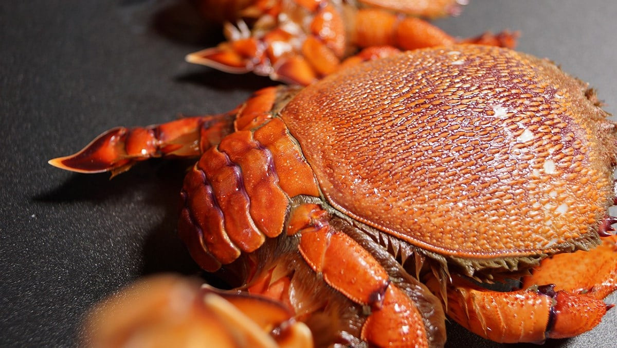 Cua huỳnh đế màu đỏ hồng, đầu cua dài, mai cua hình vuông, càng và que cua ngắn. Loại đặc sản Phú Quý này có nhiều nhất là vào tháng 12 âm lịch. Có thể chế biến rất nhiều món ngon từ loài cua này nhưng ngon nhất là nấu cháo.