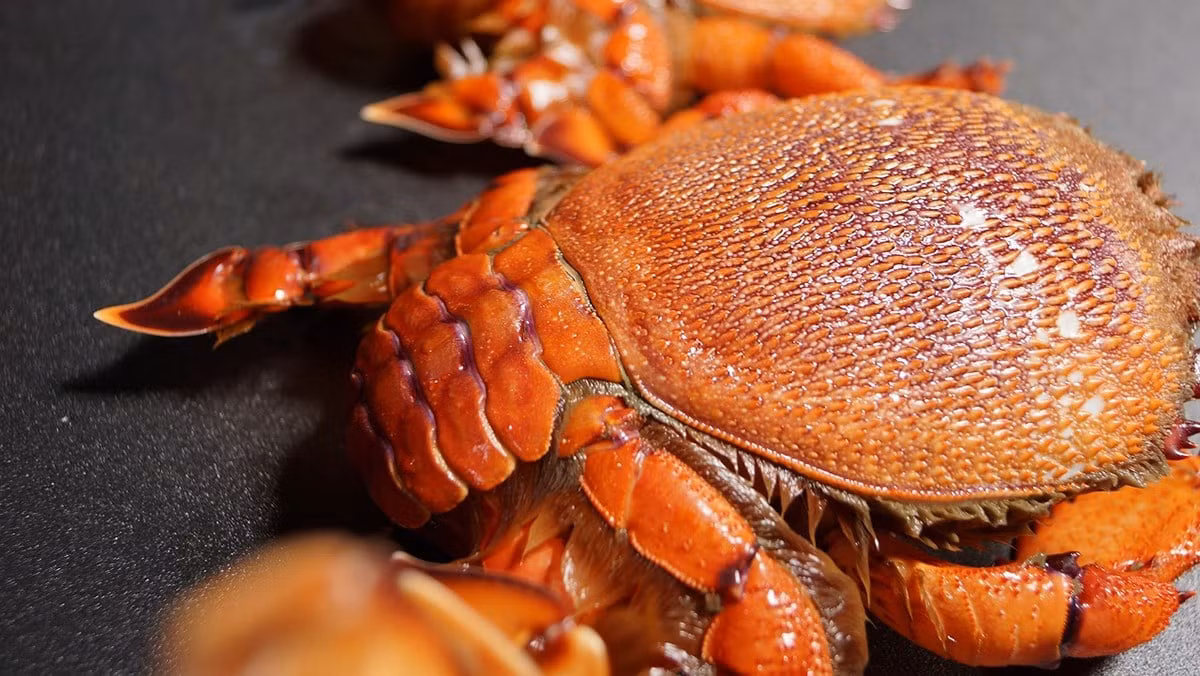 Cua huỳnh đế màu đỏ hồng, đầu cua dài, mai cua hình vuông, càng và que cua ngắn. Loại đặc sản Phú Quý này có nhiều nhất là vào tháng 12 âm lịch. Có thể chế biến rất nhiều món ngon từ loài cua này nhưng ngon nhất là nấu cháo.