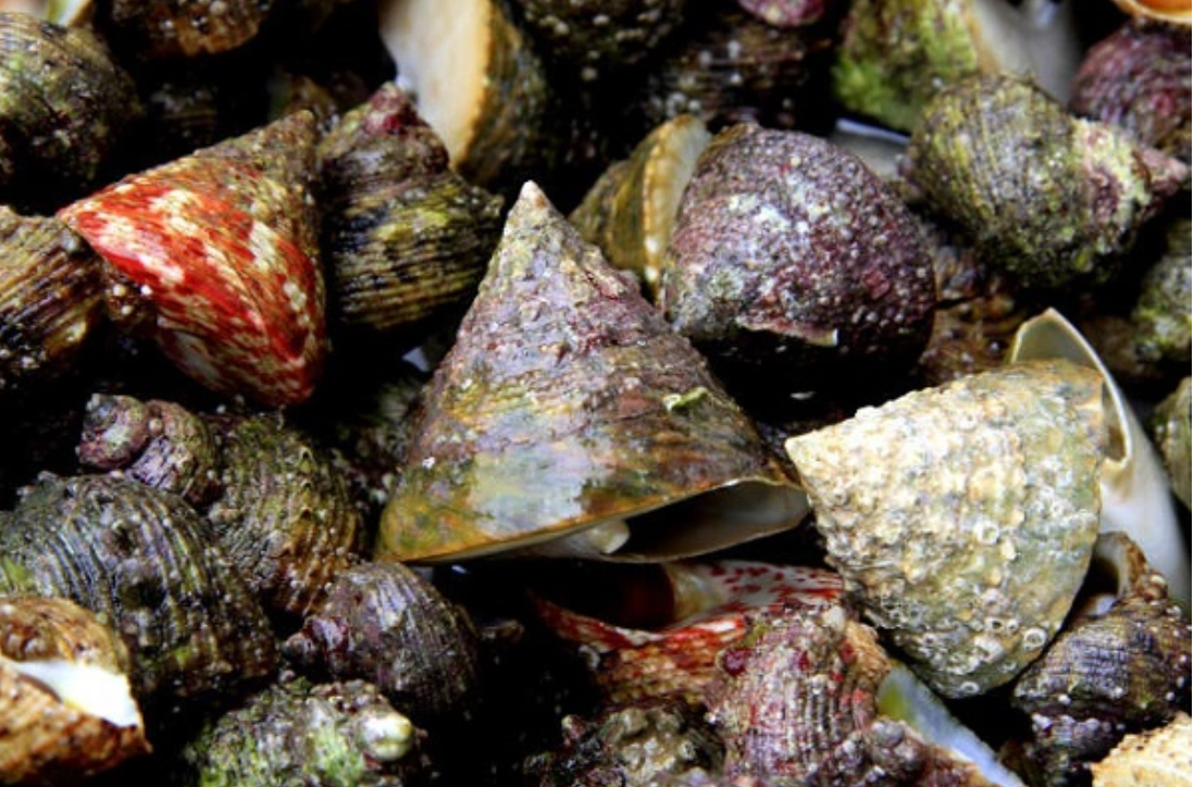 Kích thước loài ốc vú nàng thường chỉ khoảng 3 ngón tay người lớn, tuy nhiên ở một số nơi như Côn Đảo, du khách có thể bắt gặp những con ốc khổng lồ gần bằng bàn tay.