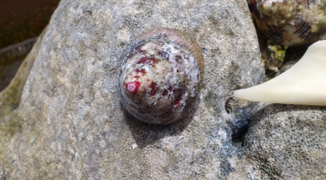 Ốc vú nàng thường sống bám chặt vào thành các ghềnh đá ven bờ biển và khá khó bắt, phải dùng dao cứng, mũi nhọn tách miệng chúng ra khỏi chỗ bám vào đá.