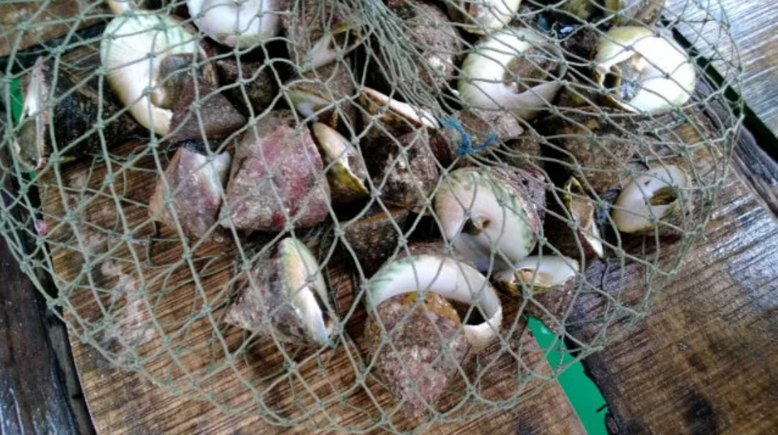 Ốc vú nàng thời xưa thường được dùng để chế biến các món ăn cho vua chúa, ngày nay loại ốc này vẫn là một loại đặc sản quý, tuy nhiên đã dần được bán ở nhiều nơi với giá bình dân.