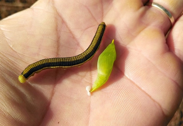 Với người dân Tây Nguyên, loài sâu muồng là một món ăn thơm ngon, bổ dưỡng. Chỉ cần rảo bước quanh những gốc muồng là có thể thu về những bao sâu to đầy sụ. Ảnh: Hoàng Đức Độ