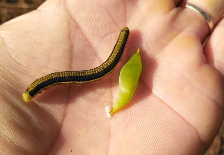 Với người dân Tây Nguyên, loài sâu muồng là một món ăn thơm ngon, bổ dưỡng. Chỉ cần rảo bước quanh những gốc muồng là có thể thu về những bao sâu to đầy sụ. Ảnh: Hoàng Đức Độ