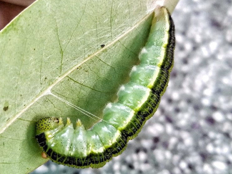 Loài sâu muồng nhỏ, có lưng màu vàng, hai bên mình có sọc đen, mình trơn. Chúng di chuyển bằng cách cong thân mình lại và bắn về phía trước. Loài này rất háu ăn nên con nào con nấy thường mập mạp. Ảnh: Hoàng Đức Độ