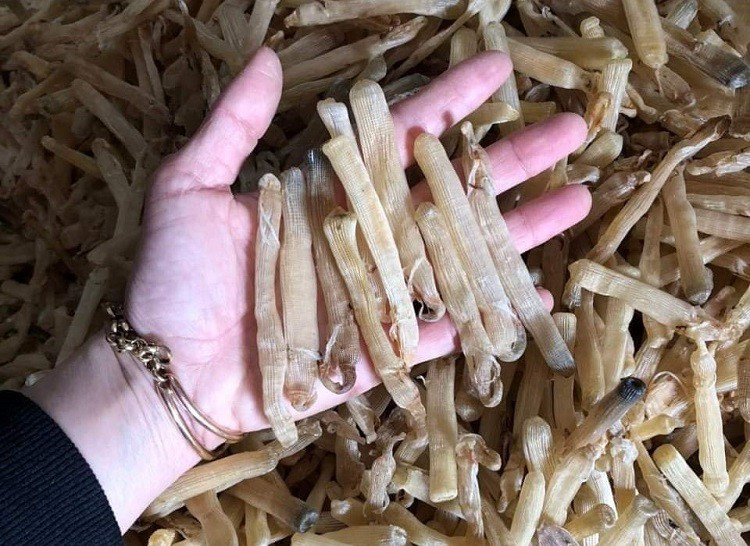 Lý do khiến sá sùng được xem là "mì chính" của nhà giàu bởi lẽ khả năng tạo vị ngọt thanh tự nhiên cho món ăn từ nó. Chỉ cần một ít sá sùng, món canh, món xào hay món cháo sẽ trở nên đậm đà và hấp dẫn hơn. Ảnh: Người Đưa Tin