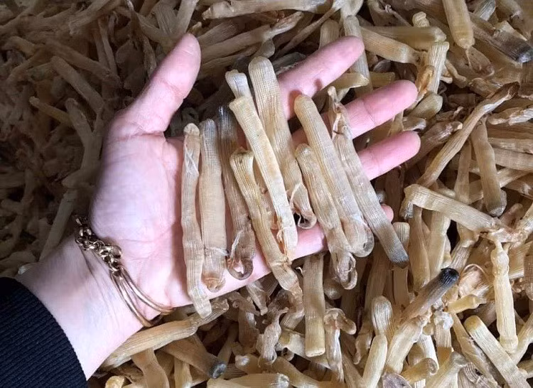 Lý do khiến sá sùng được xem là "mì chính" của nhà giàu bởi lẽ khả năng tạo vị ngọt thanh tự nhiên cho món ăn từ nó. Chỉ cần một ít sá sùng, món canh, món xào hay món cháo sẽ trở nên đậm đà và hấp dẫn hơn. Ảnh: Người Đưa Tin